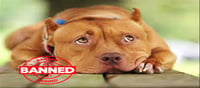Dangerous Breed Dogs: These two dogs are banned...